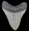 Megalodon Tooth - North Carolina #66145-2